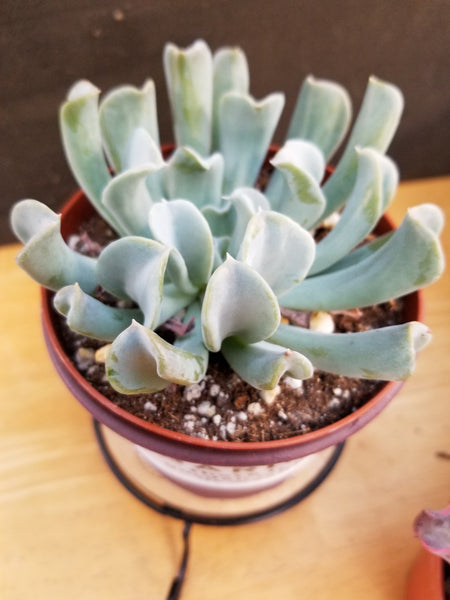 Echeveria Ruyonii "Topsy Turvy"