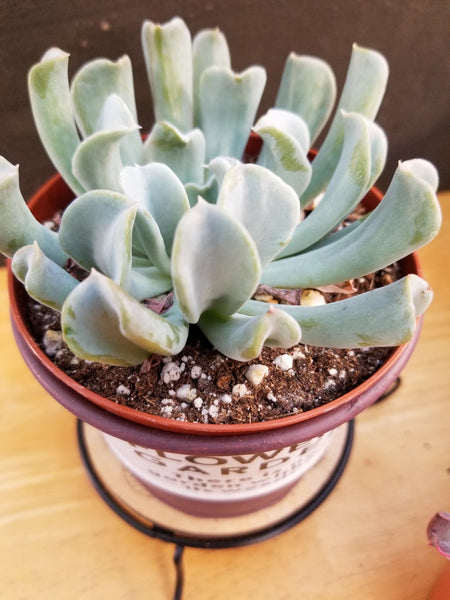 Echeveria Ruyonii "Topsy Turvy"