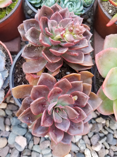 Red Succulents