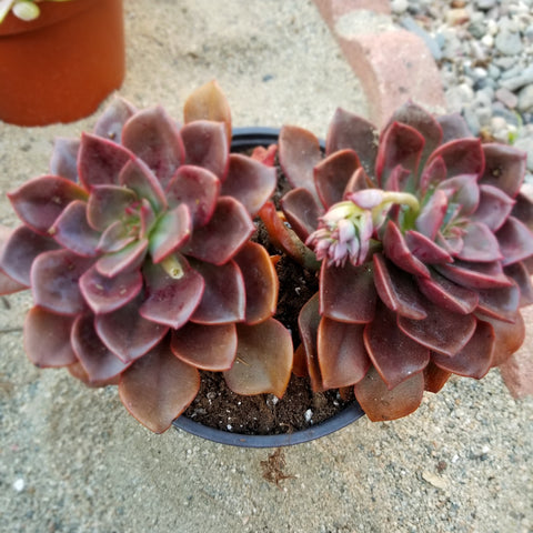 Red Succulents