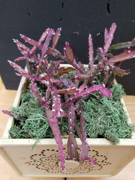 Lepismium cruciforme 6"