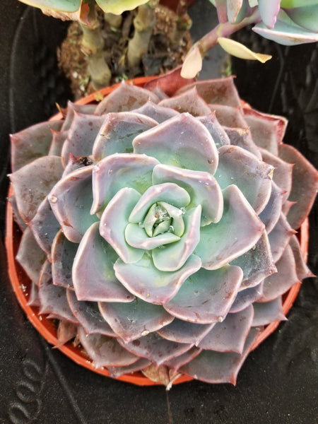 Echeveria Cassy Winter