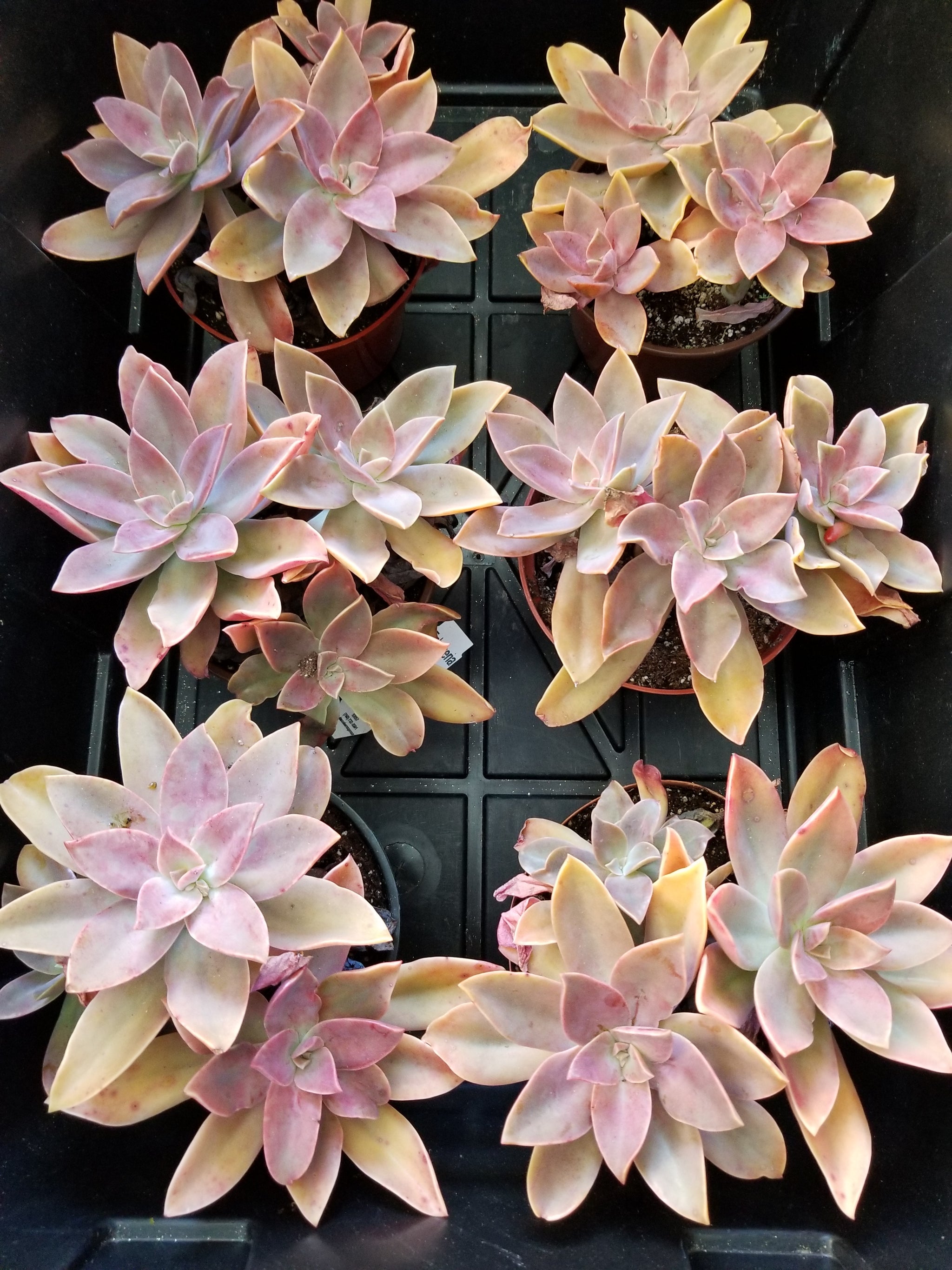 fred ives succulent for sale Graptoveria Fred Ives – AceMegaSucculents