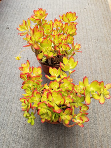 jade plant in gold tone metal pot Golden Jade – AceMegaSucculents