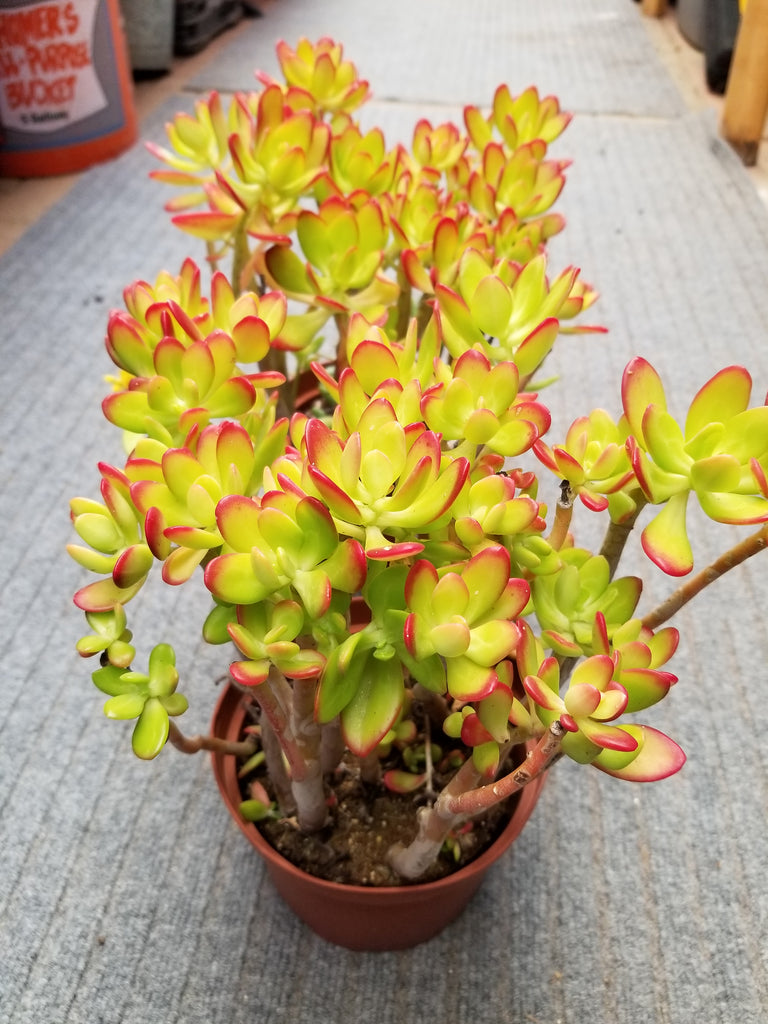 jade amarillo planta Golden Jade – AceMegaSucculents