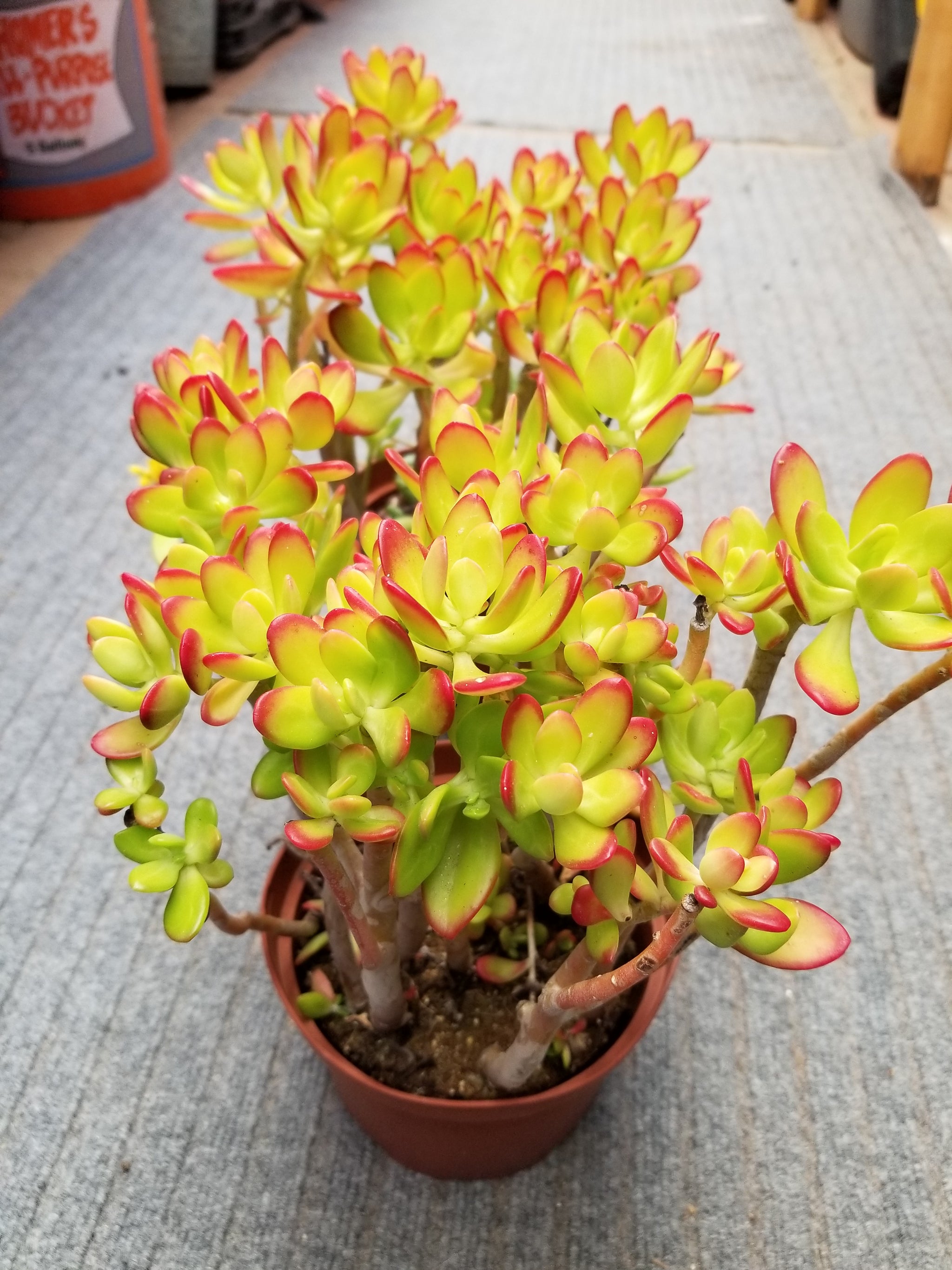 Golden Jade – AceMegaSucculents