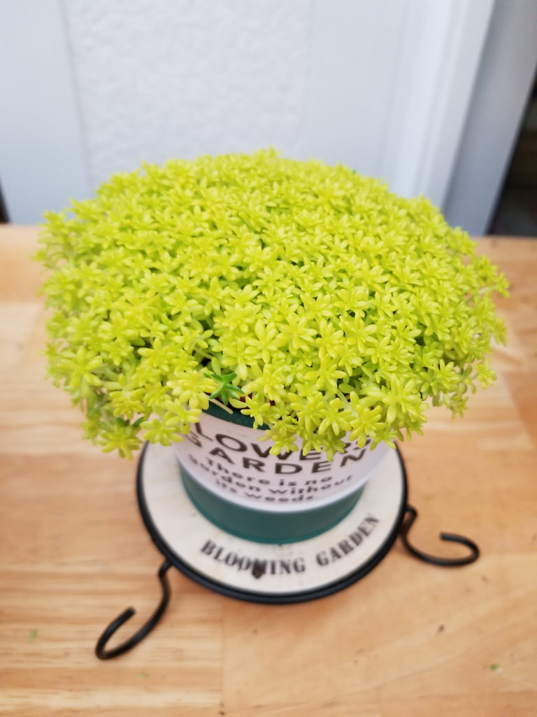 sedum golden moss succulent Sedum gold moss – AceMegaSucculents