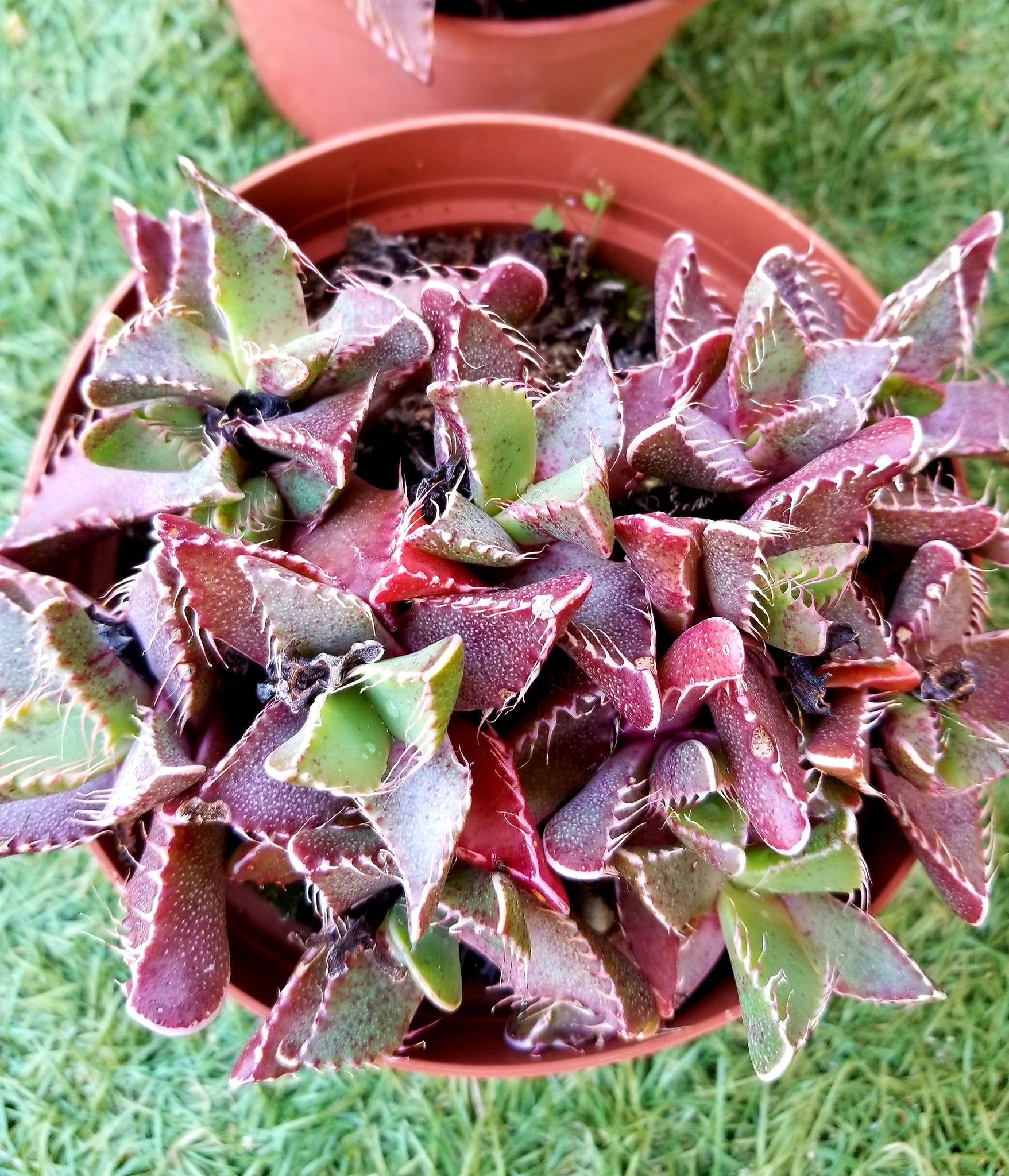 tiger plant succulent Faucaria Tigrina "Tiger Jaw" – AceMegaSucculents