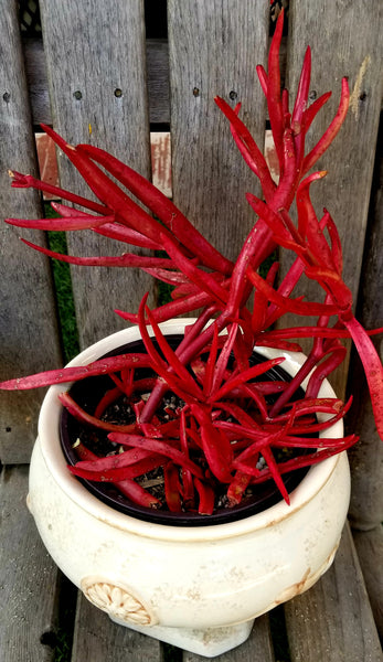 Succulents super Red