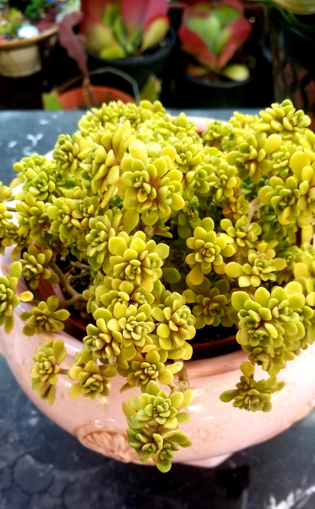 irish bouquet succulent Aeonium Lindleyi – AceMegaSucculents