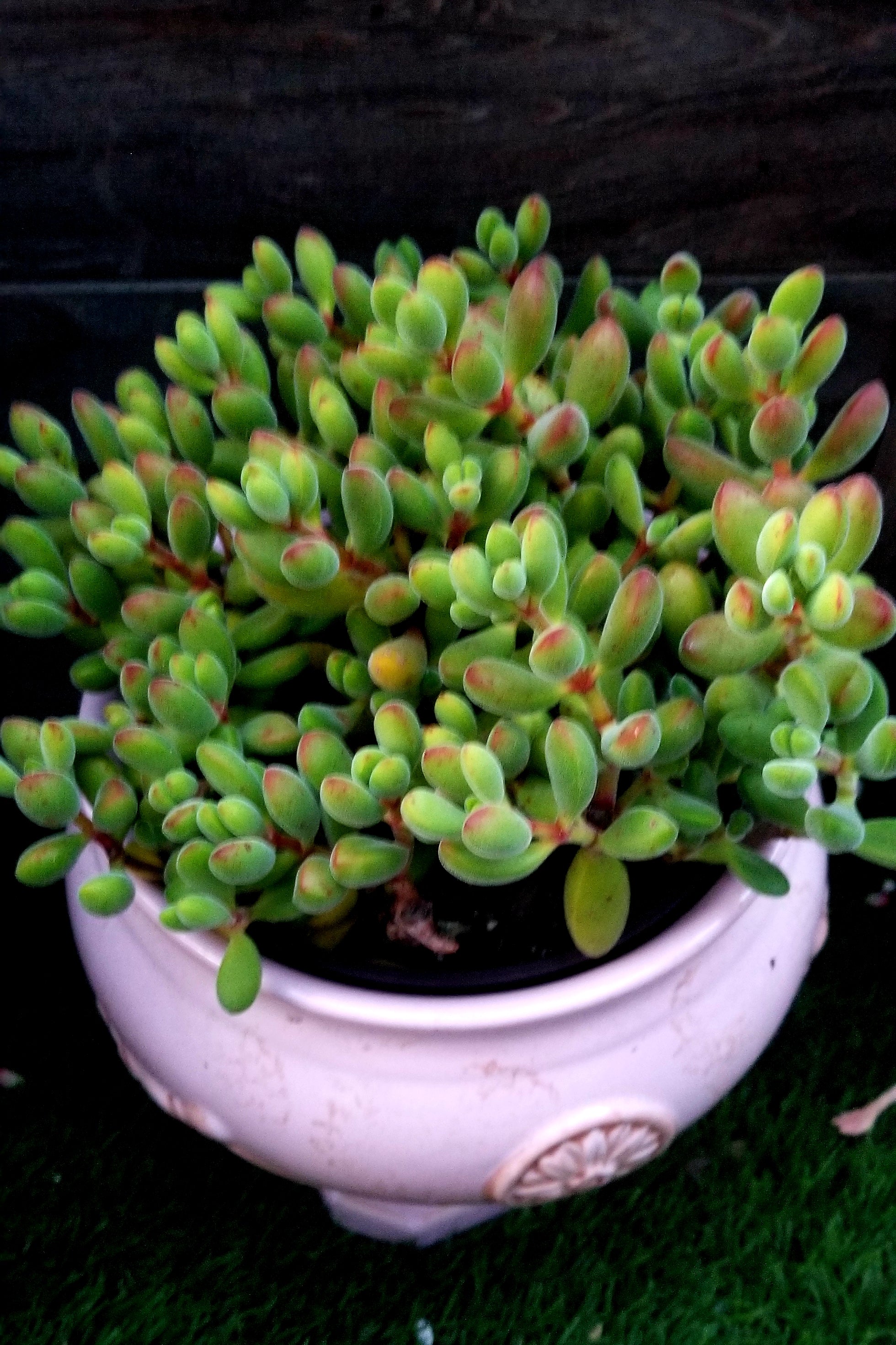 rogersii succulent Crassula RogerSii – AceMegaSucculents