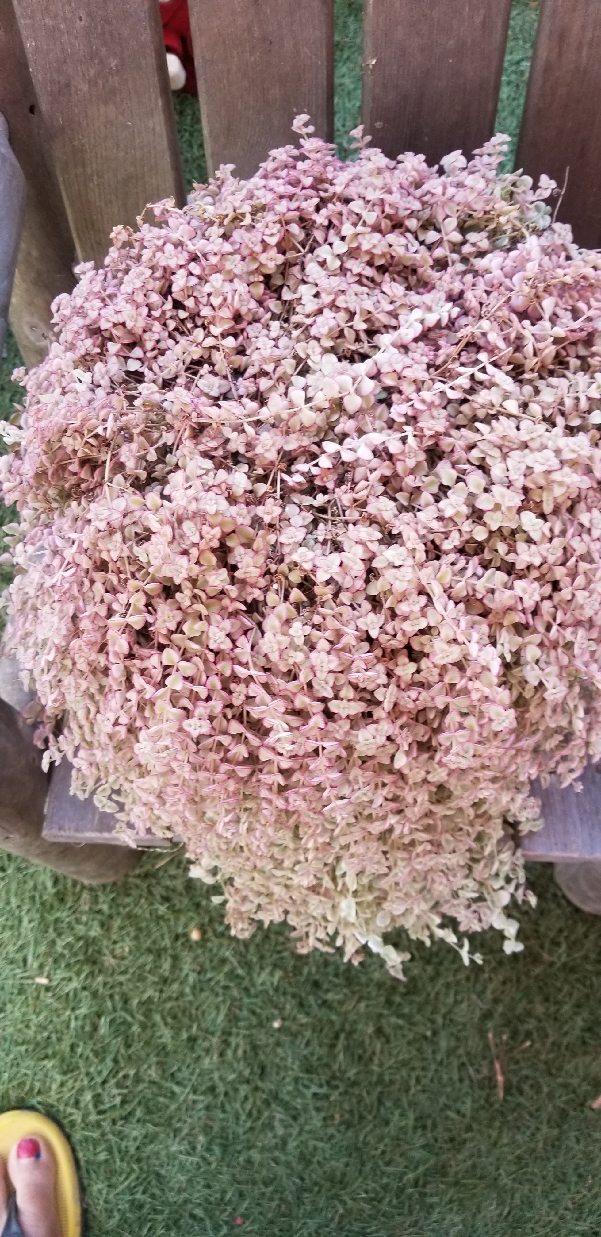 Sedum Little Missy Full – AceMegaSucculents