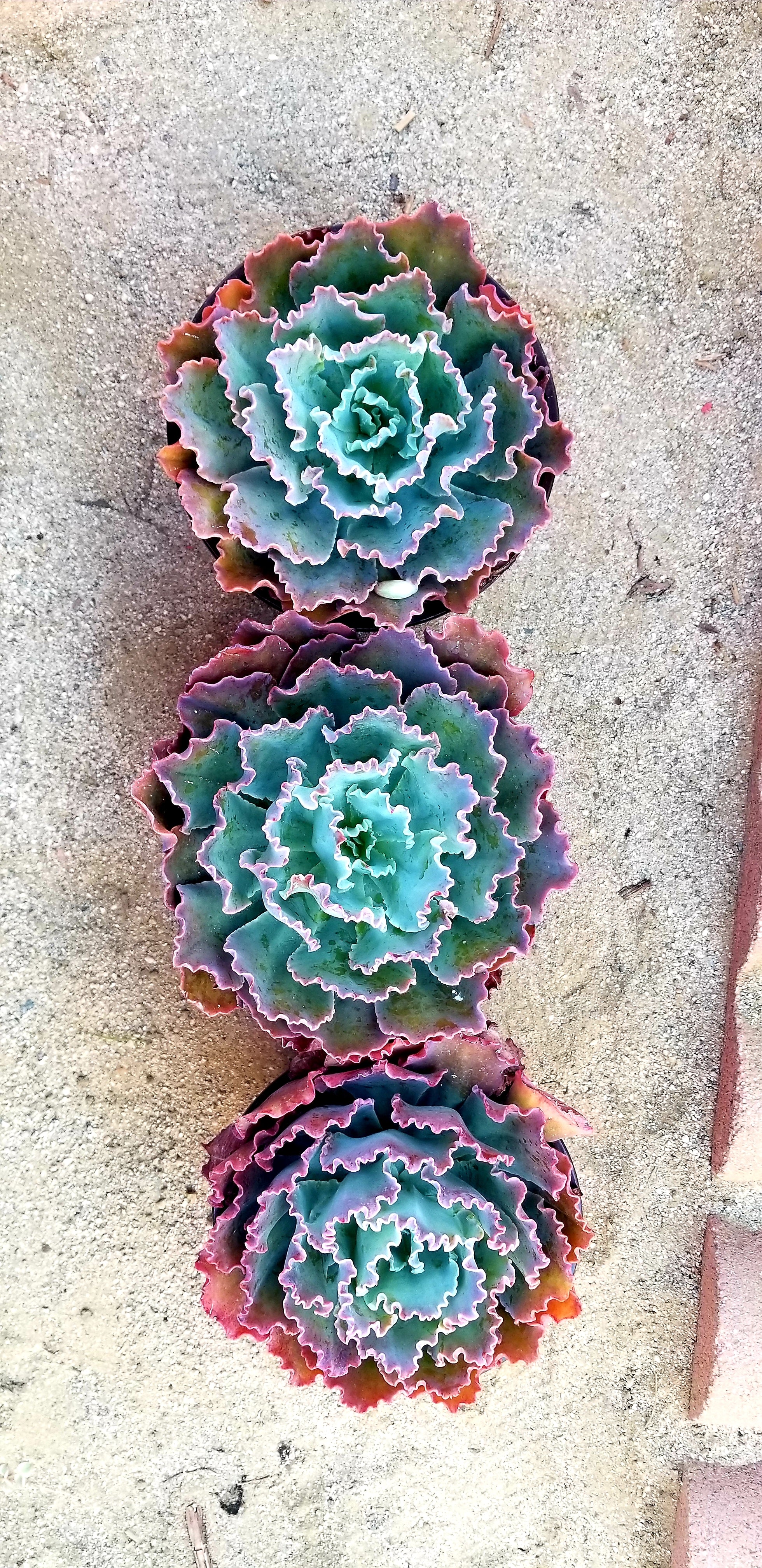 echeveria ruffled succulent Echeveria Ruffles – AceMegaSucculents