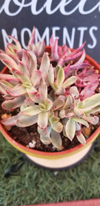 Crassula Rubricaulis "Candy Cane"