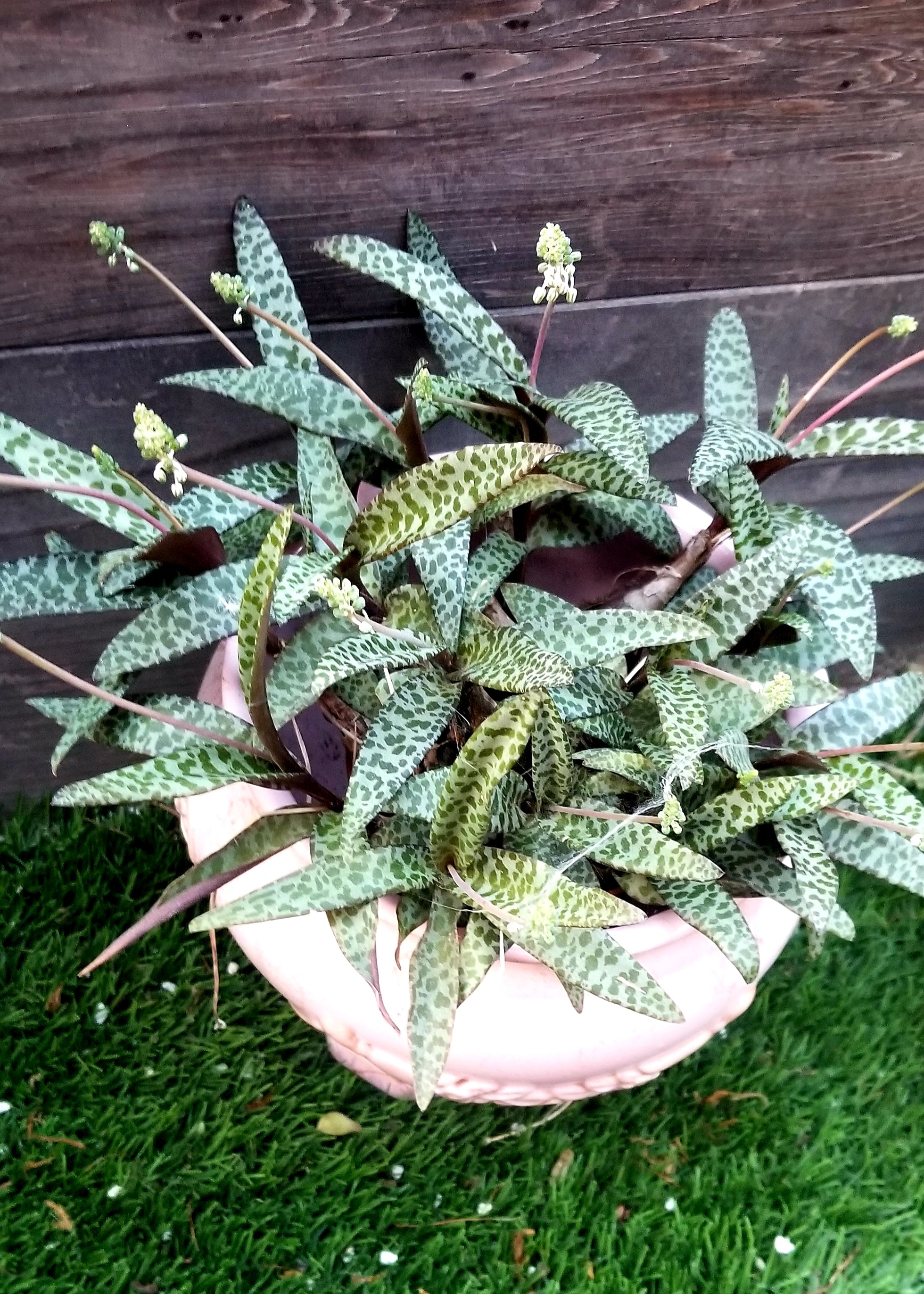 silver squill succulent Ledebouria Silver Squill – AceMegaSucculents