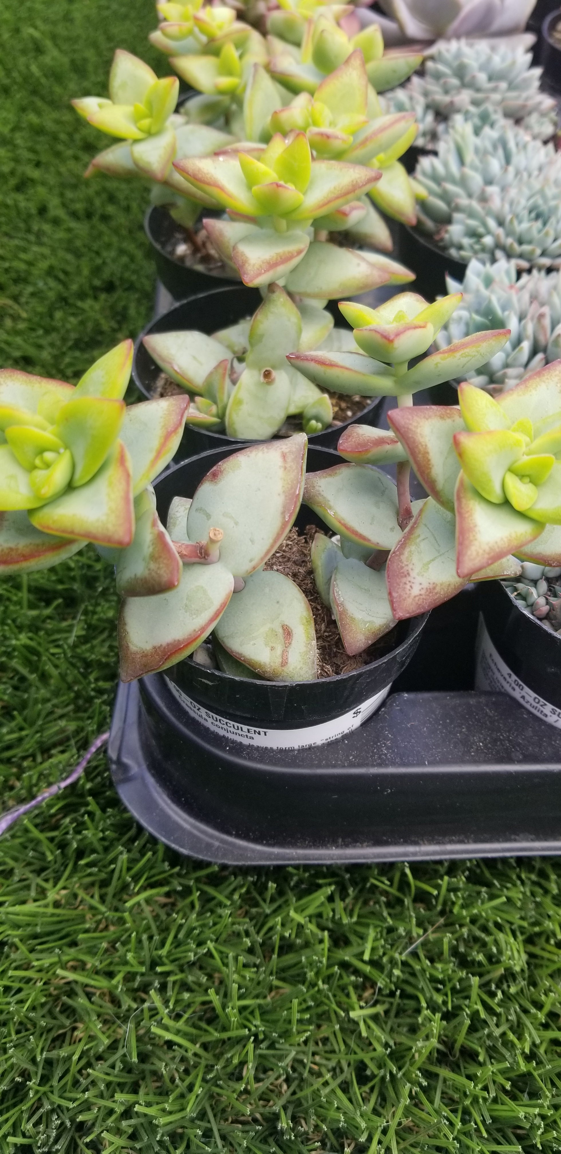 crassula conjuncta succulent Crassula Conjuncta – AceMegaSucculents