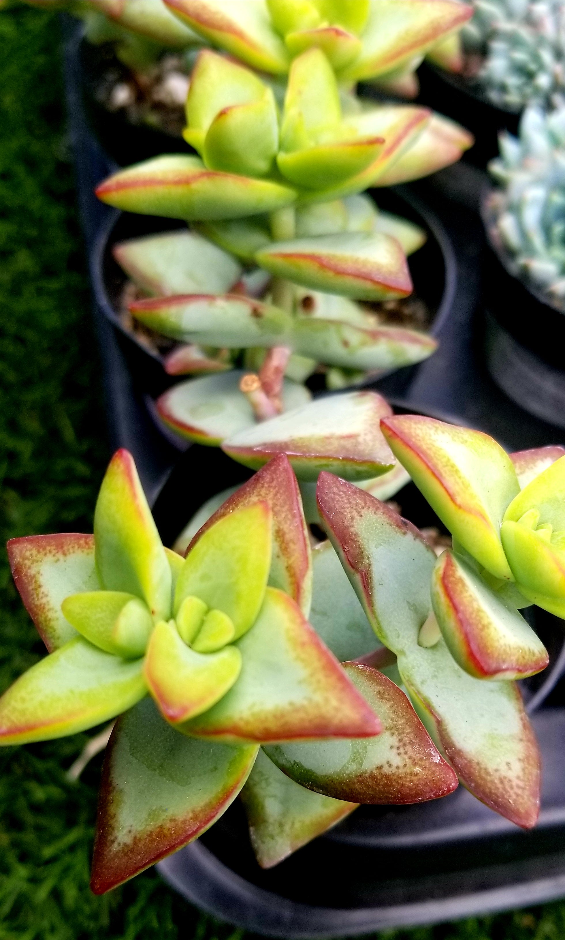 conjuncta succulent Crassula Conjuncta – AceMegaSucculents