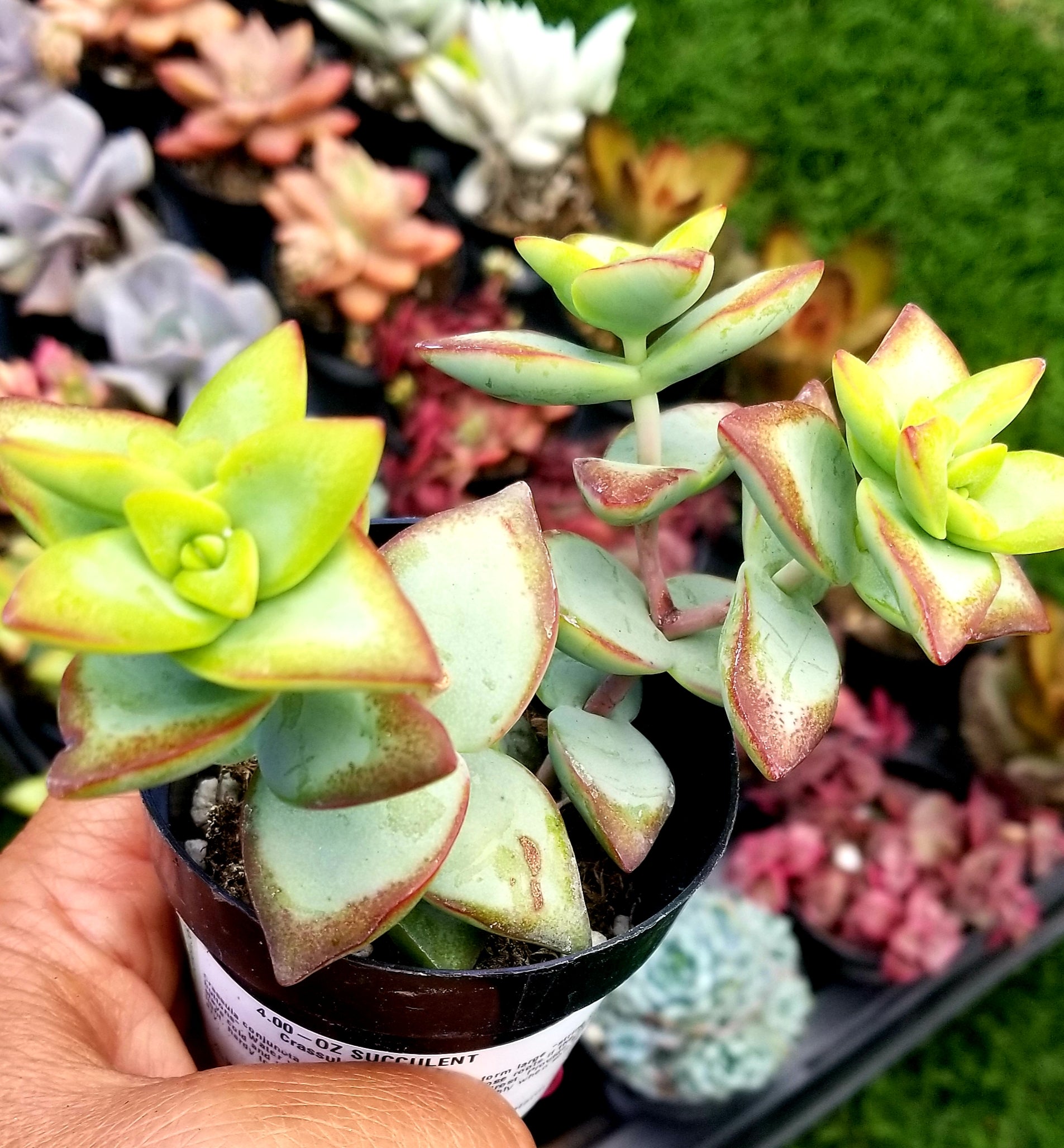 conjuncta succulent Crassula Conjuncta – AceMegaSucculents