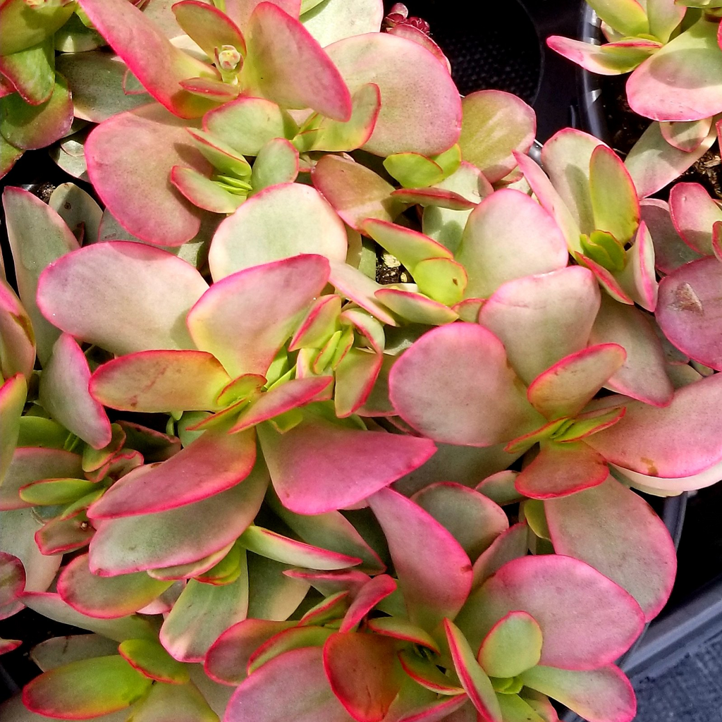 variegated jade plant pink Crassula Platyphylla- Variegated – AceMegaSucculents