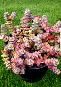 thumb succulent Crassula "Tom Thumb" – AceMegaSucculents