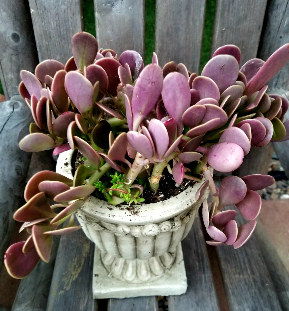 jade plant purple Senecio Jade Trailing – AceMegaSucculents