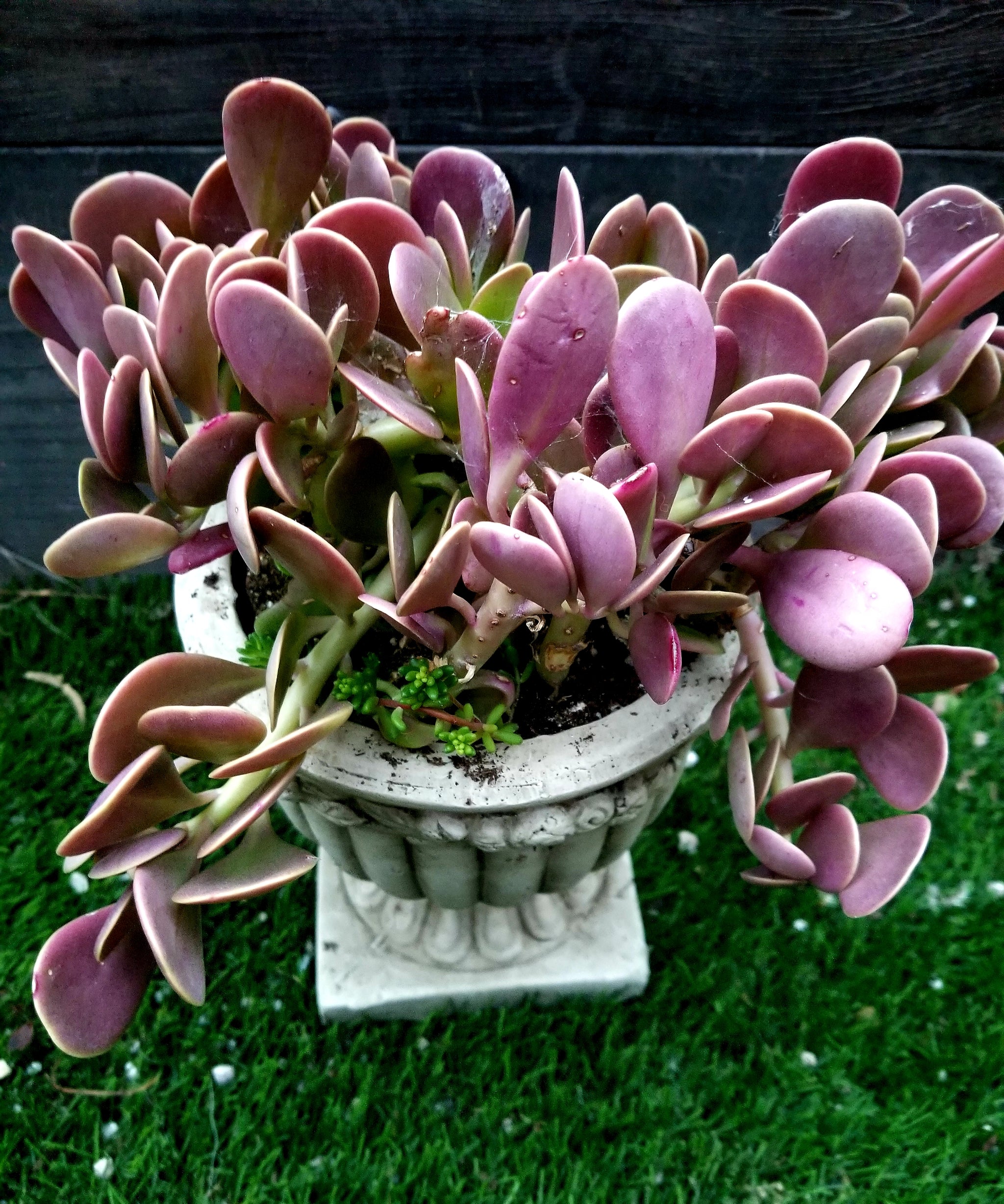 Senecio Jade Trailing – AceMegaSucculents