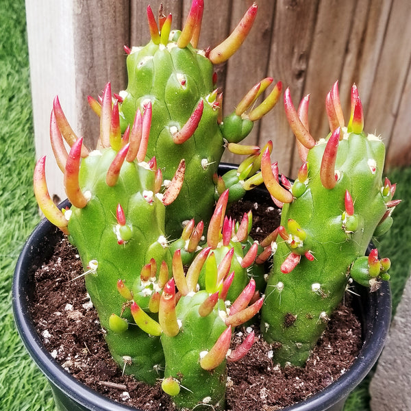 Opunta "Gumbi" Cactus