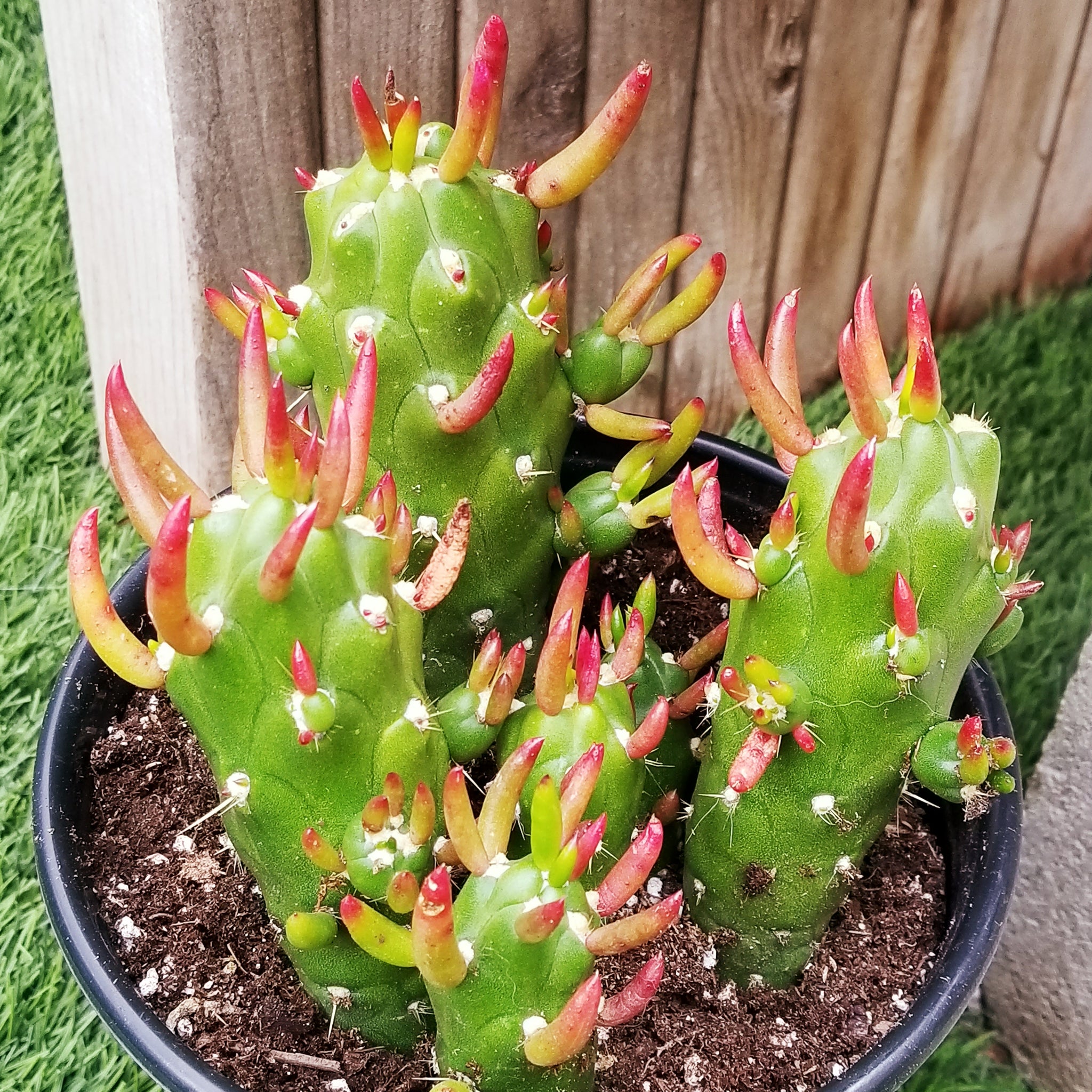 Opunta "Gumbi" Cactus