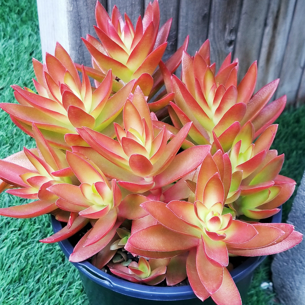 succulents campfire Crassula "Campfire" – AceMegaSucculents
