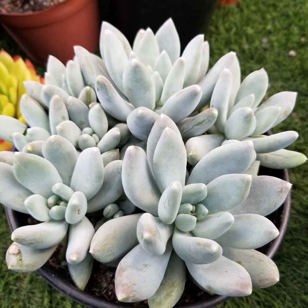succulent moon silver PACHYPHYTUM MOON SILVER 1gal. – AceMegaSucculents