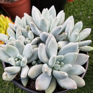 moon silver succulent care PACHYPHYTUM MOON SILVER 1gal. – AceMegaSucculents