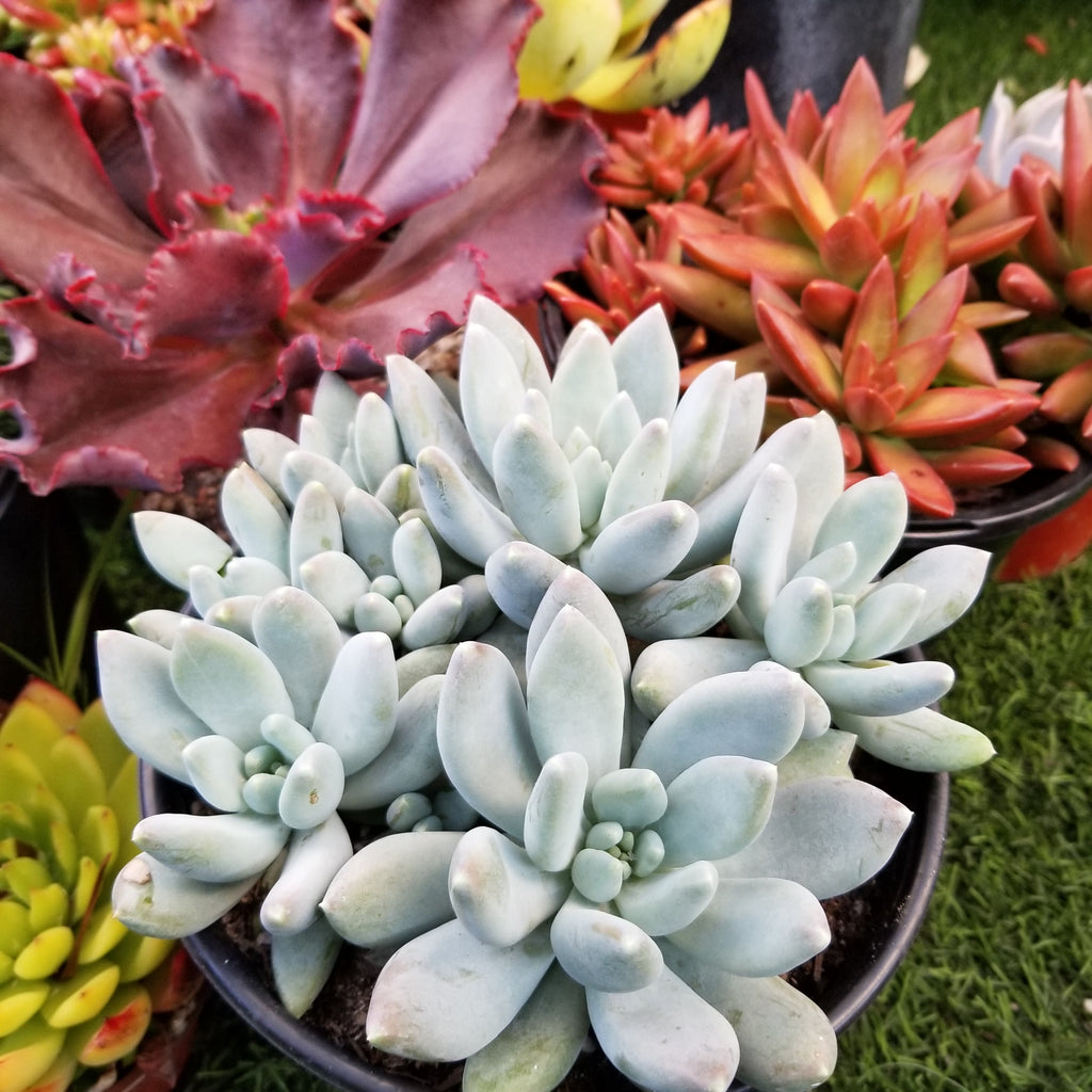 moon silver succulent flower PACHYPHYTUM MOON SILVER 1gal. – AceMegaSucculents