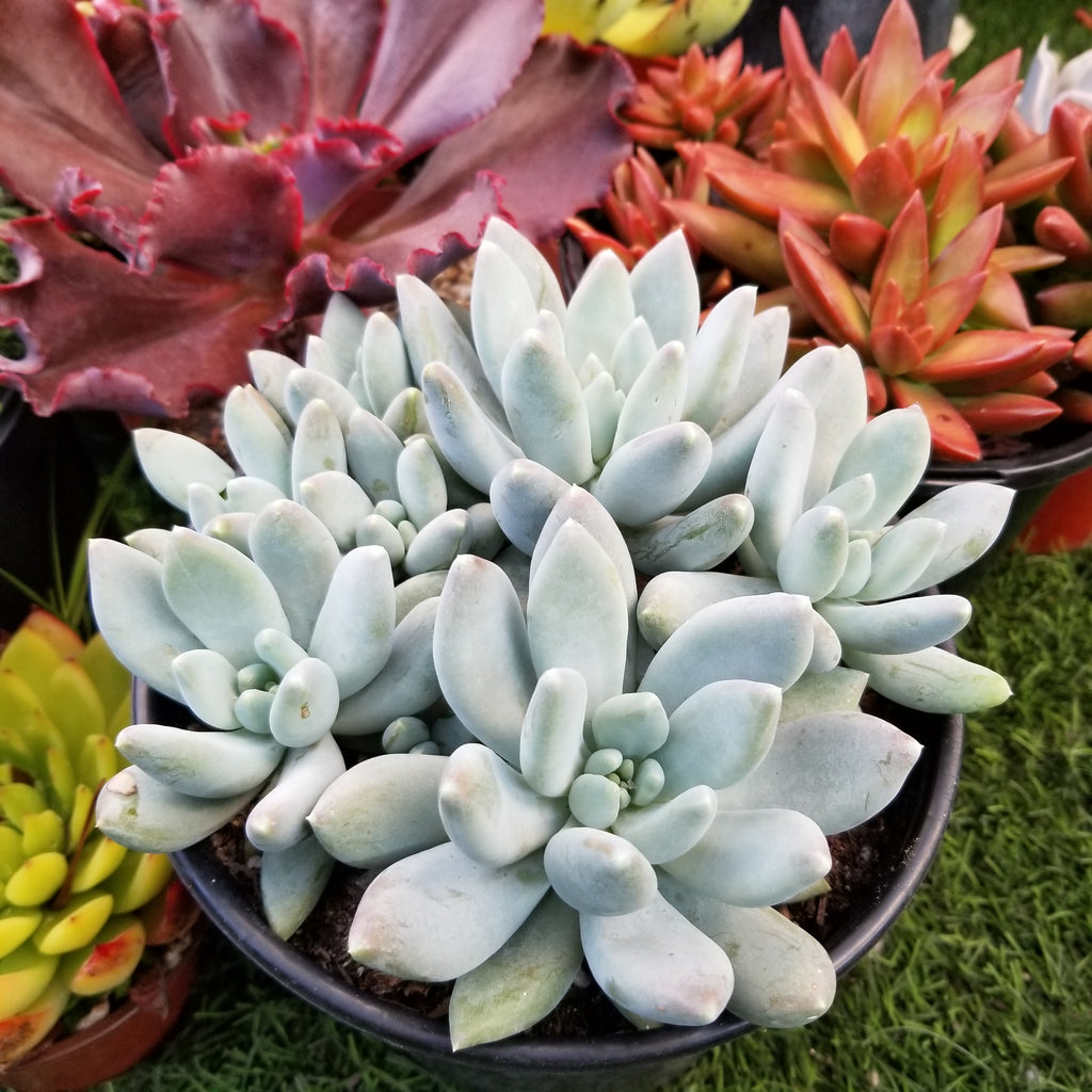 moonsilver succulent PACHYPHYTUM MOON SILVER 1gal. – AceMegaSucculents