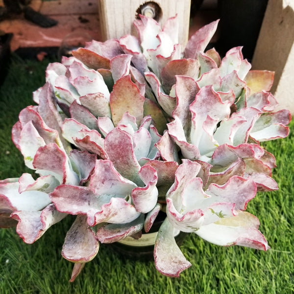 Cotyledon Lechuga