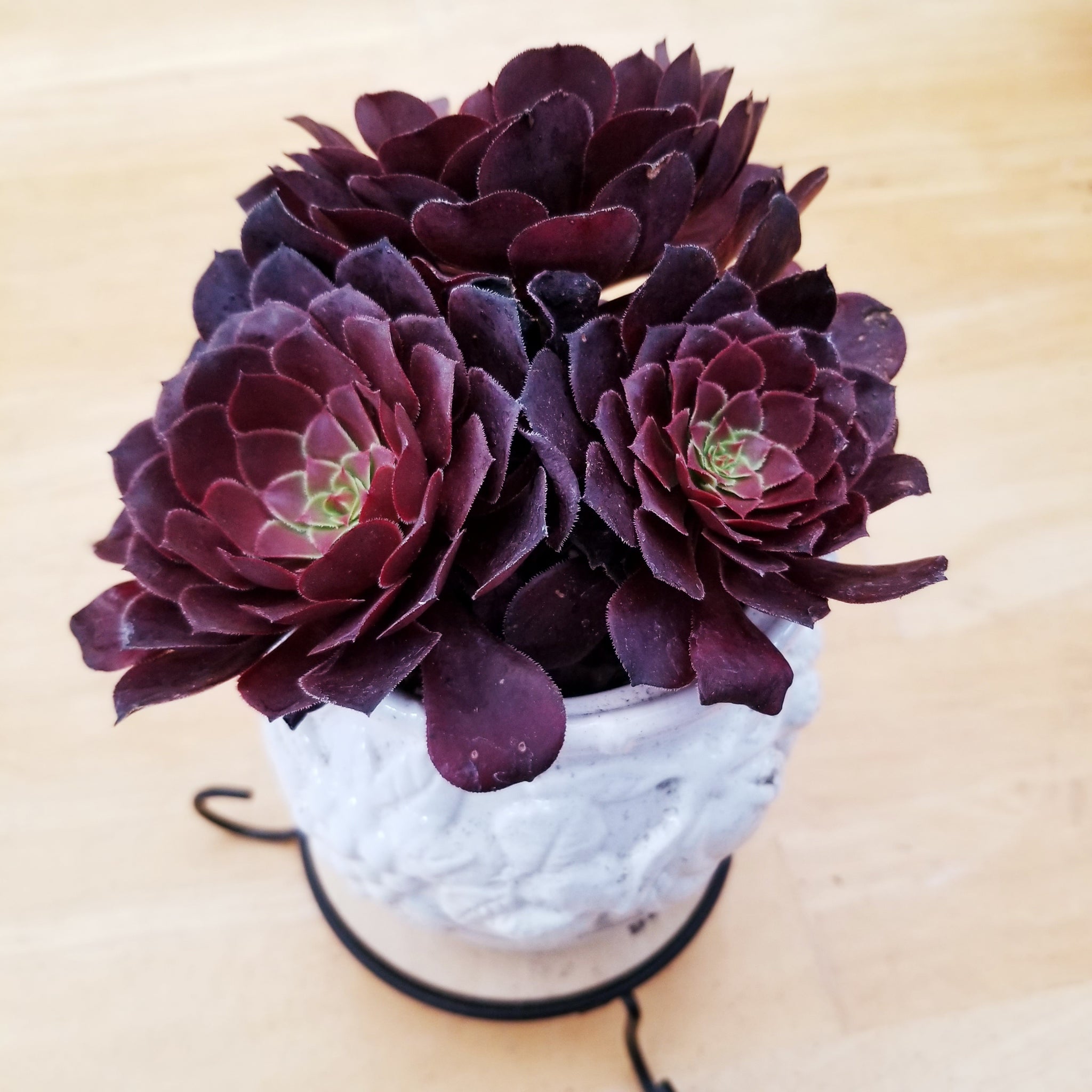 purple aeonium succulent Aeonium Purple Rose – AceMegaSucculents