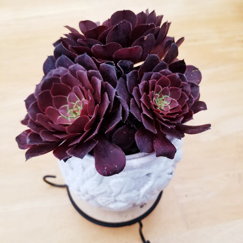 Aeonium Purple Rose