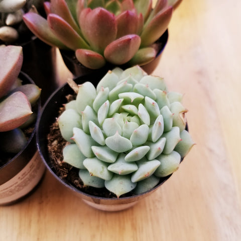 Echeveria Painted Lady
