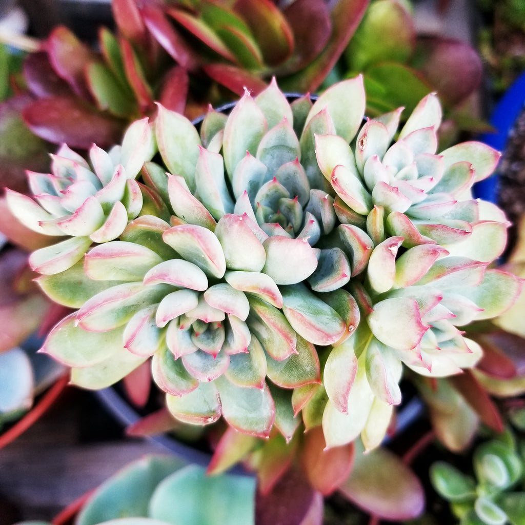 starlite succulent Echeveria Starlite Hybrid – AceMegaSucculents