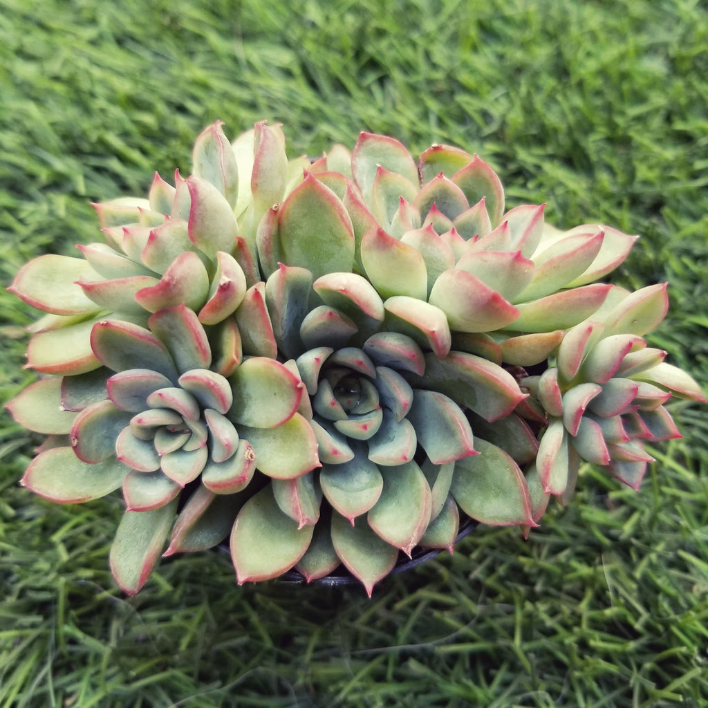 echeveria hybrid succulent Echeveria Starlite Hybrid – AceMegaSucculents