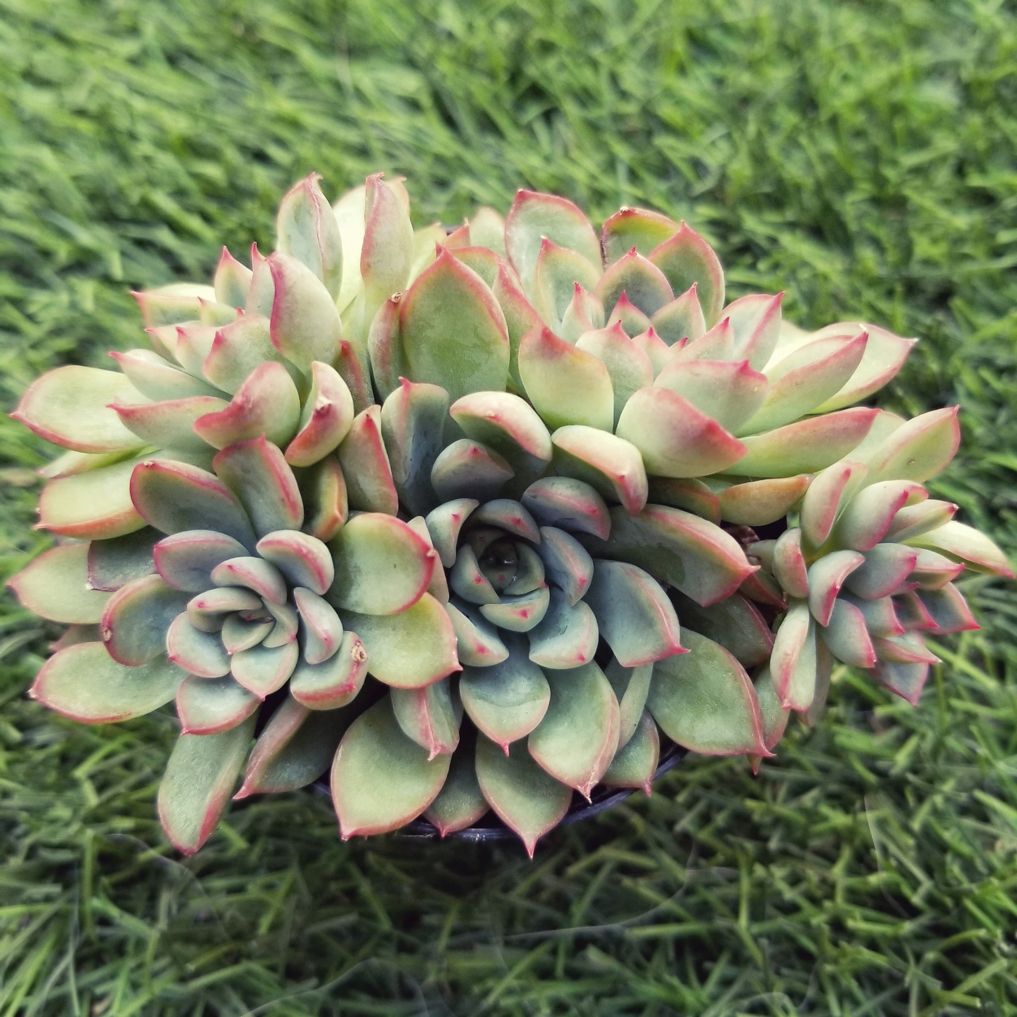 starlite succulent Echeveria Starlite Hybrid – AceMegaSucculents