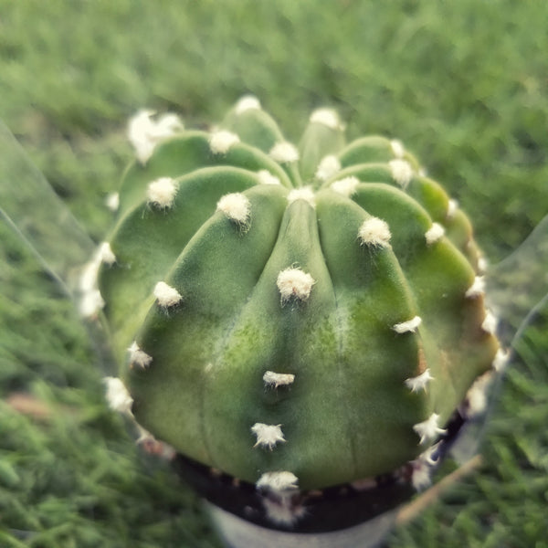 Echinopsis Subdenundatum Cactus or Domino