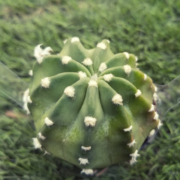 Echinopsis Subdenundatum Cactus or Domino
