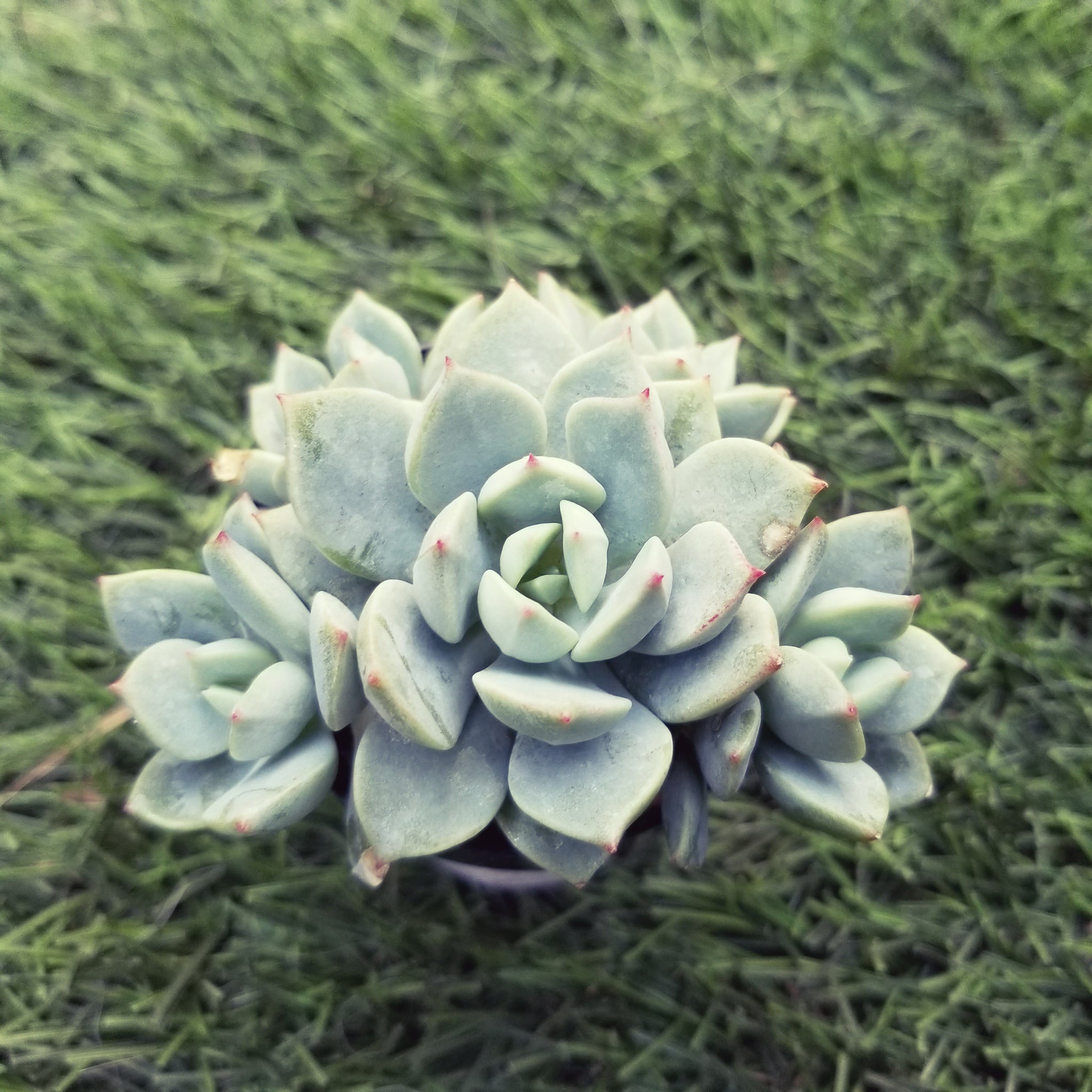 porcelain plant succulent Graptoveria Porcelain Hybrid – AceMegaSucculents