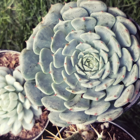 Echeveria Minima