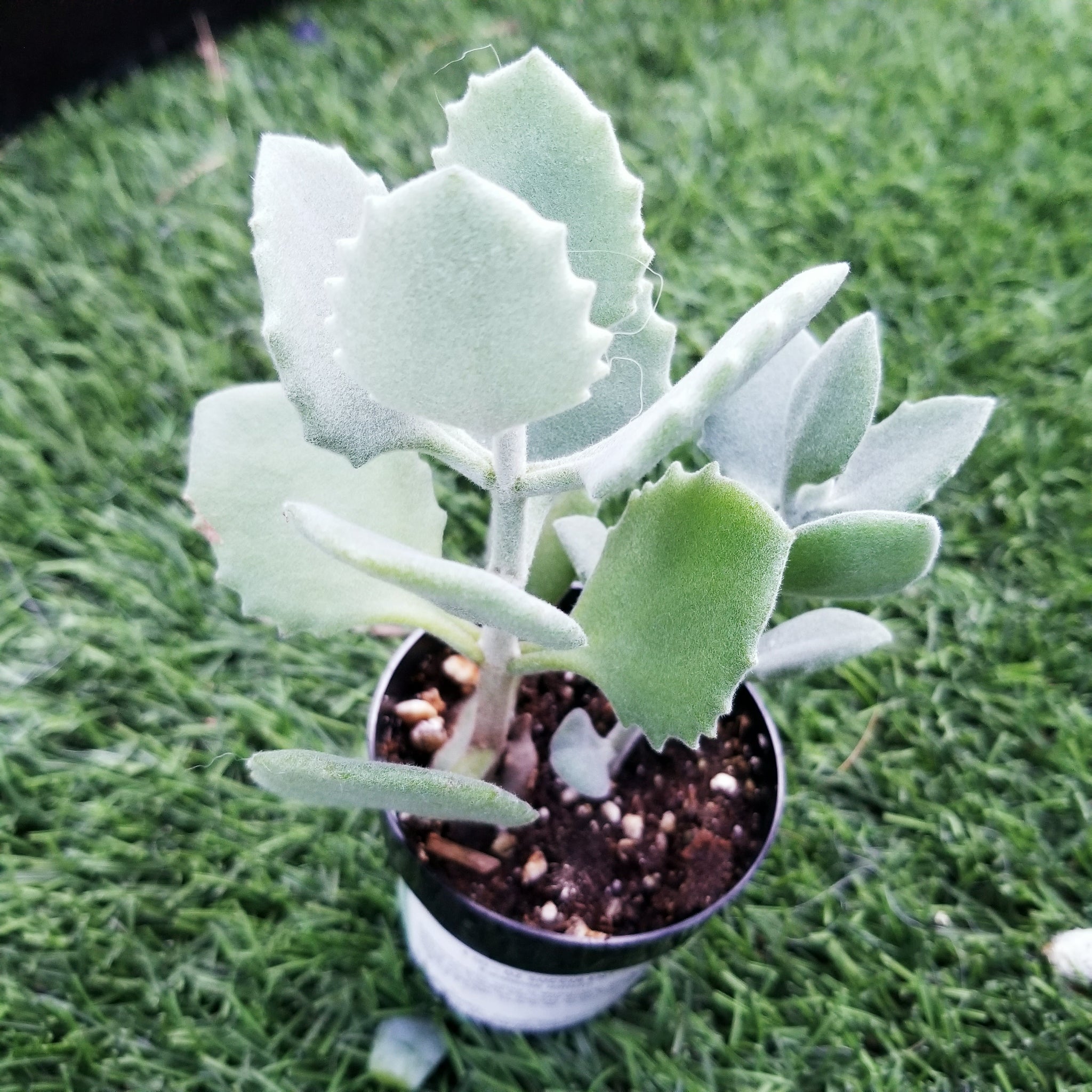 kalanchoe millotii succulent Kalanchoe Millotii – AceMegaSucculents