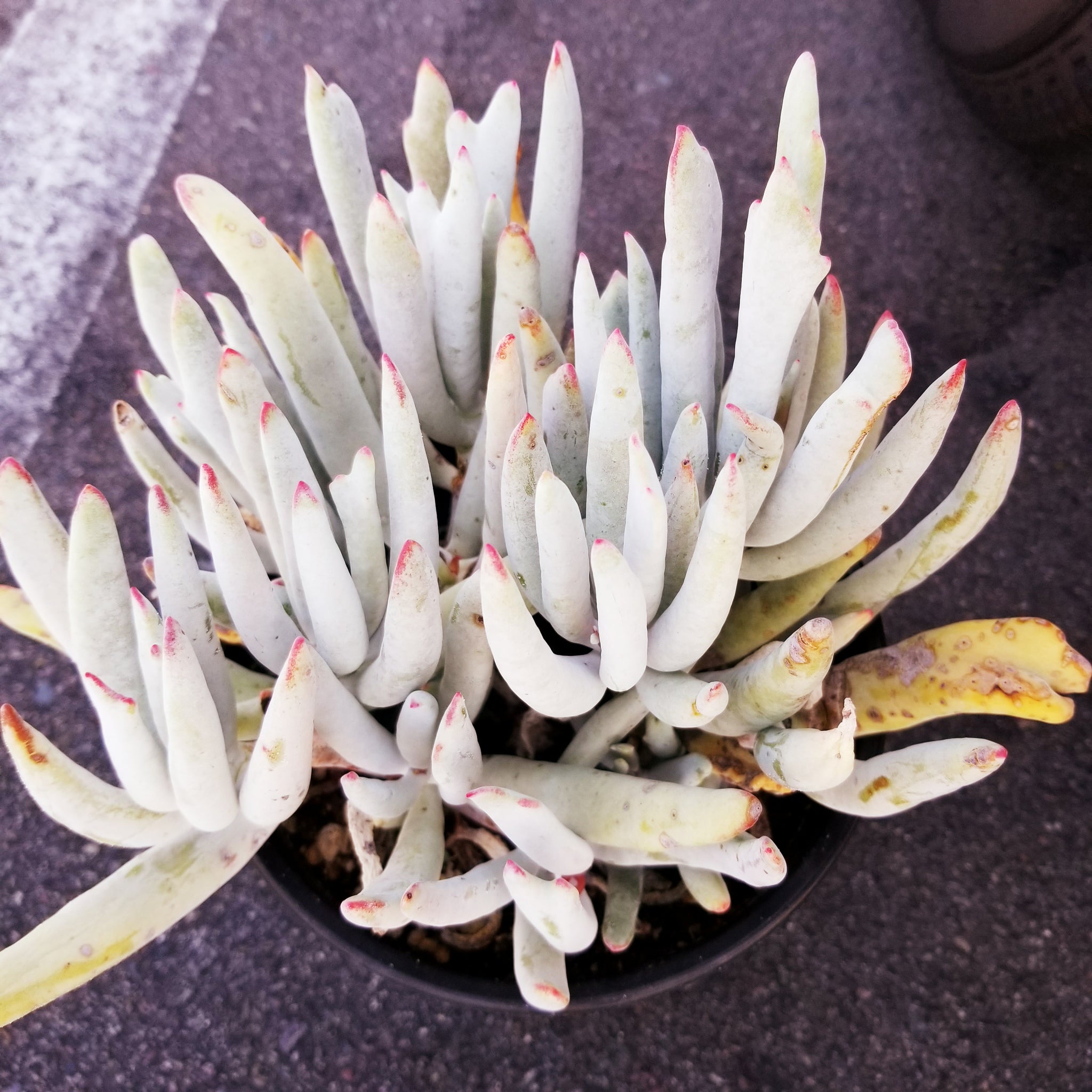 white sprite succulent Cotyledon "Staghorn" – AceMegaSucculents