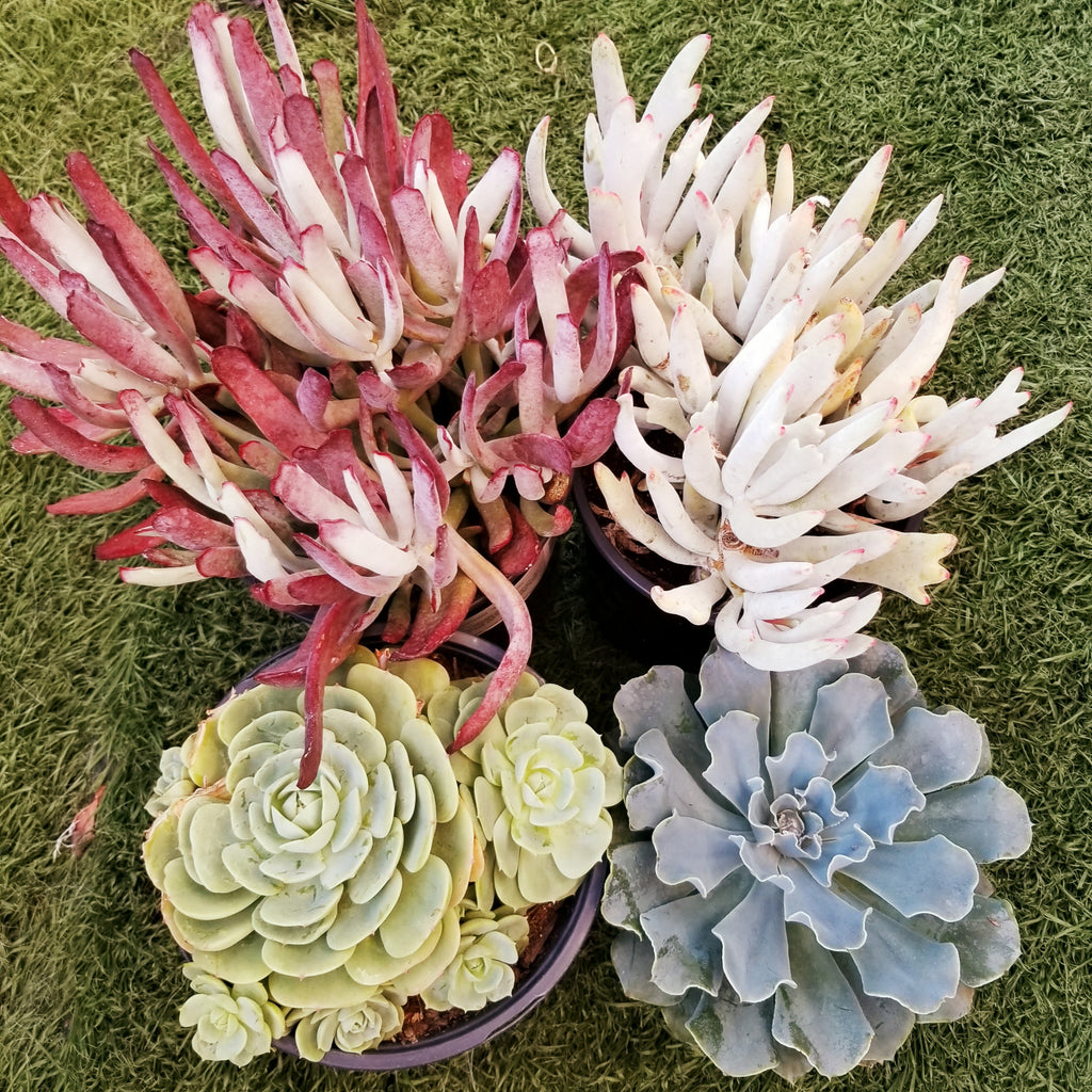 staghorn succulent Cotyledon "Staghorn" – AceMegaSucculents