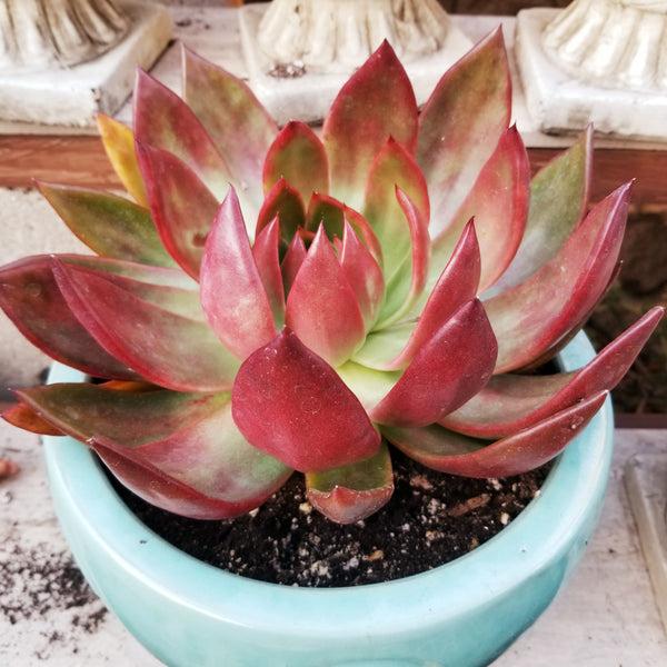 Echeveria Love Fire