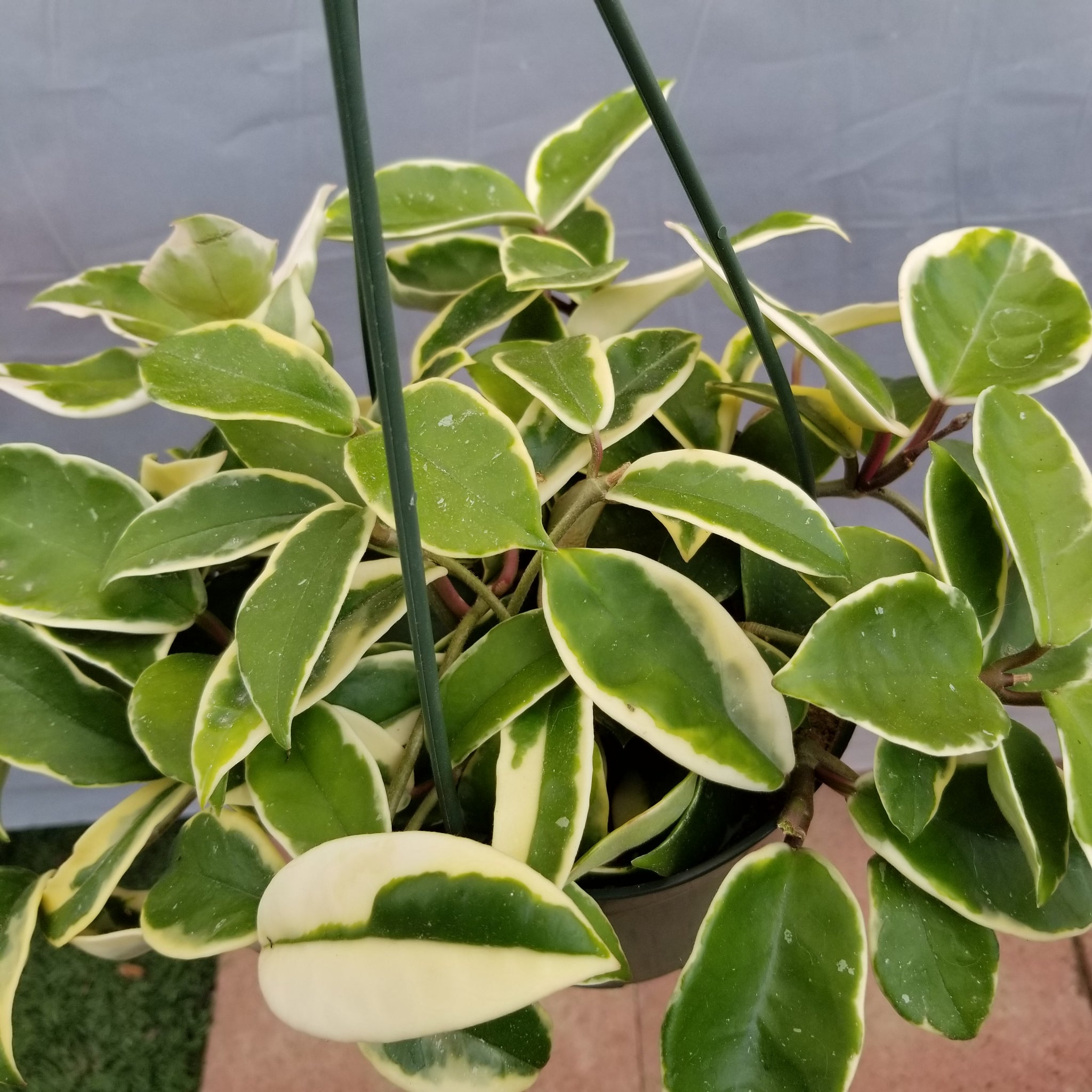 p様　HOYA2種 20190914-152852_2048x.jpg?v=