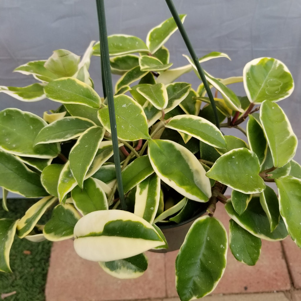 white queen philodendron Philodendron White Princess Hoya – AceMegaSucculents
